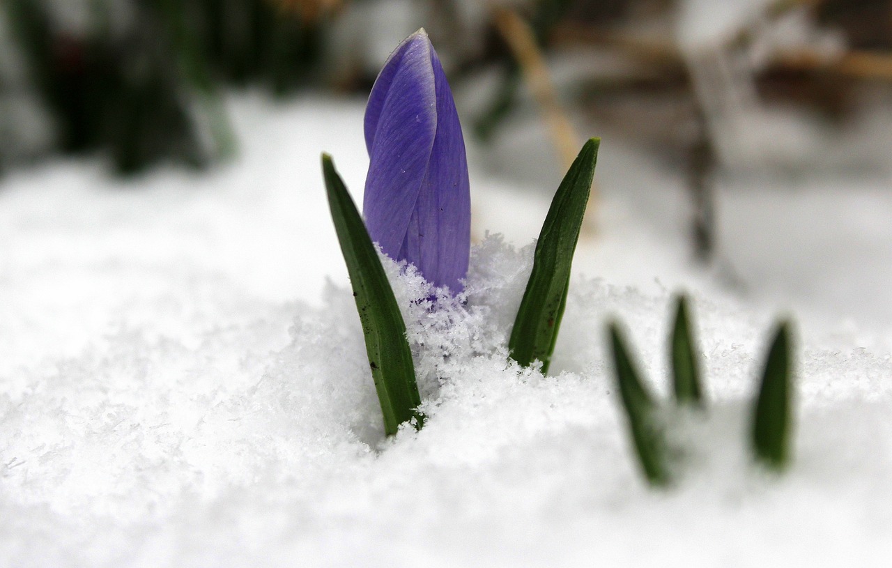 crocus-3232367_1280