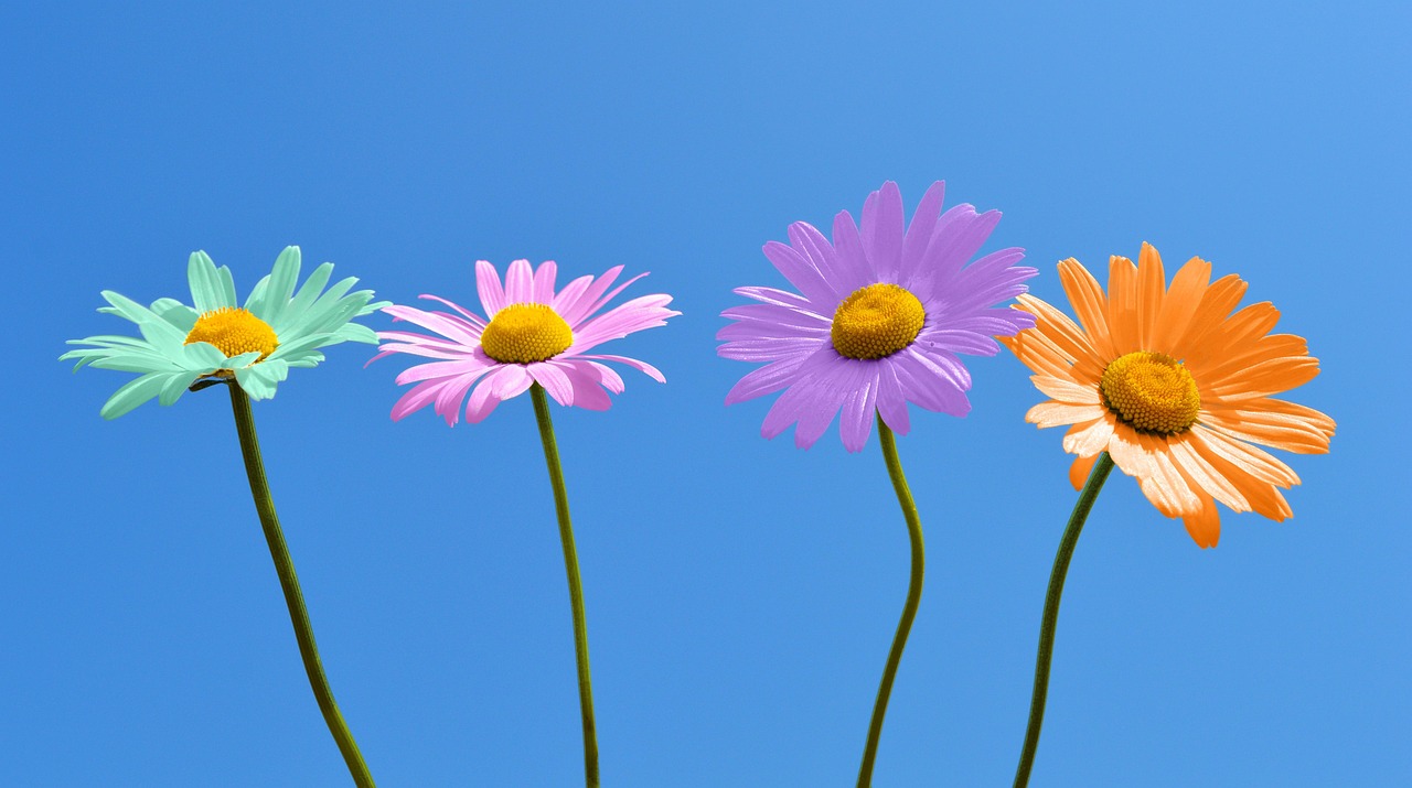 daisies-6358830_1280 (1)