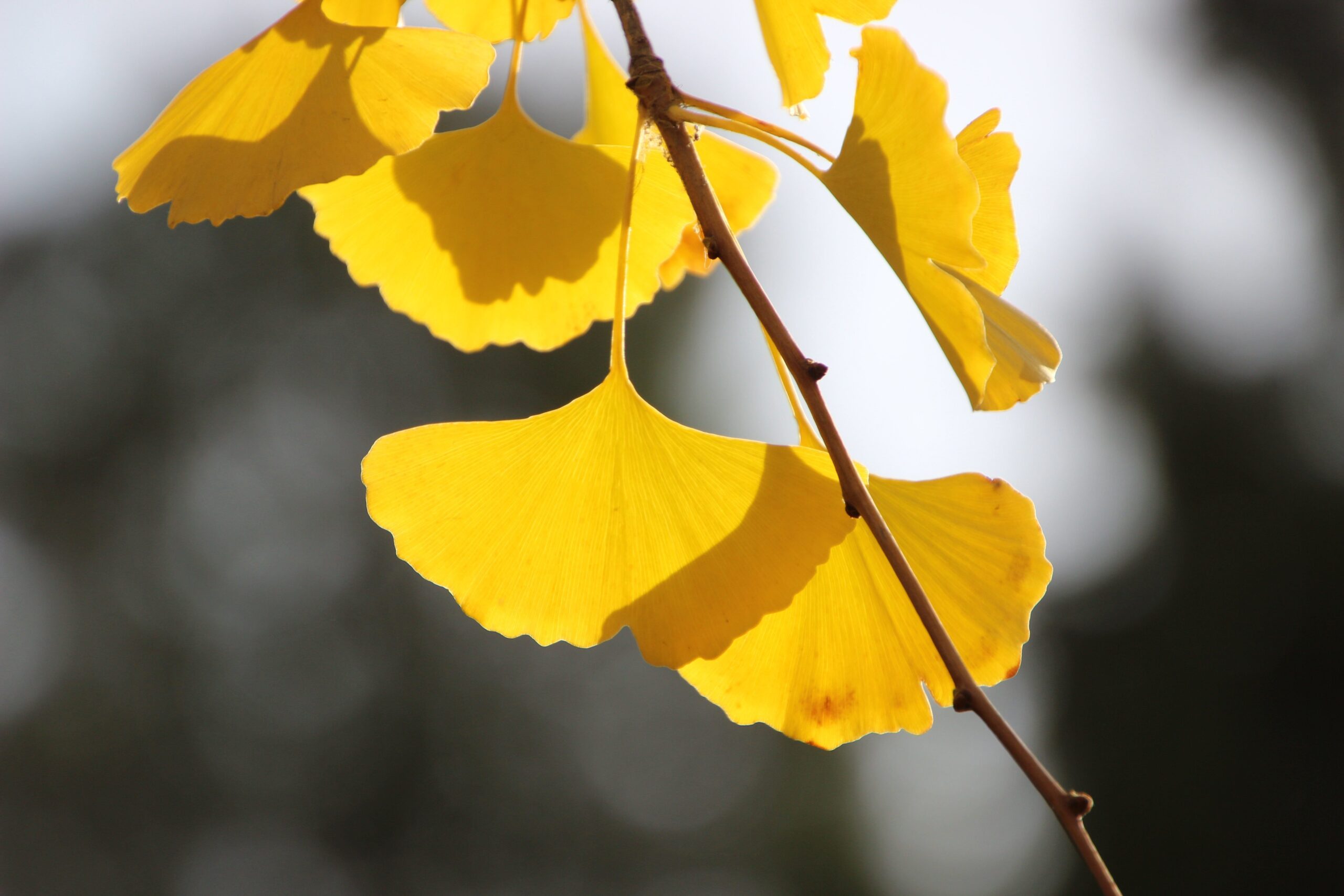 lancier-gingko-5789687 (1)